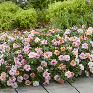 Plant Theory Amirose Rose Bush Peach Compact Pink Double Flowering 2L Pot
