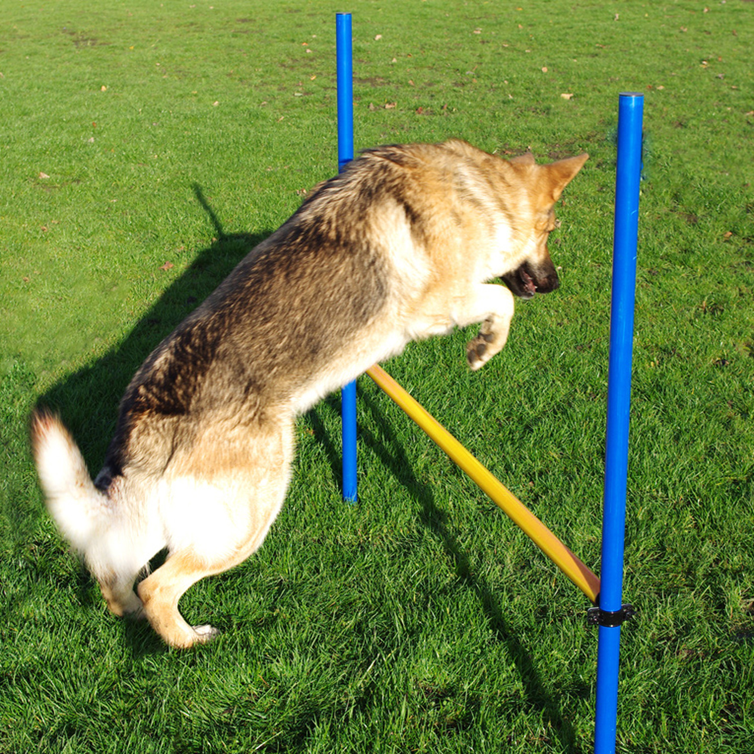 Agility Hurdle Jump - Blue