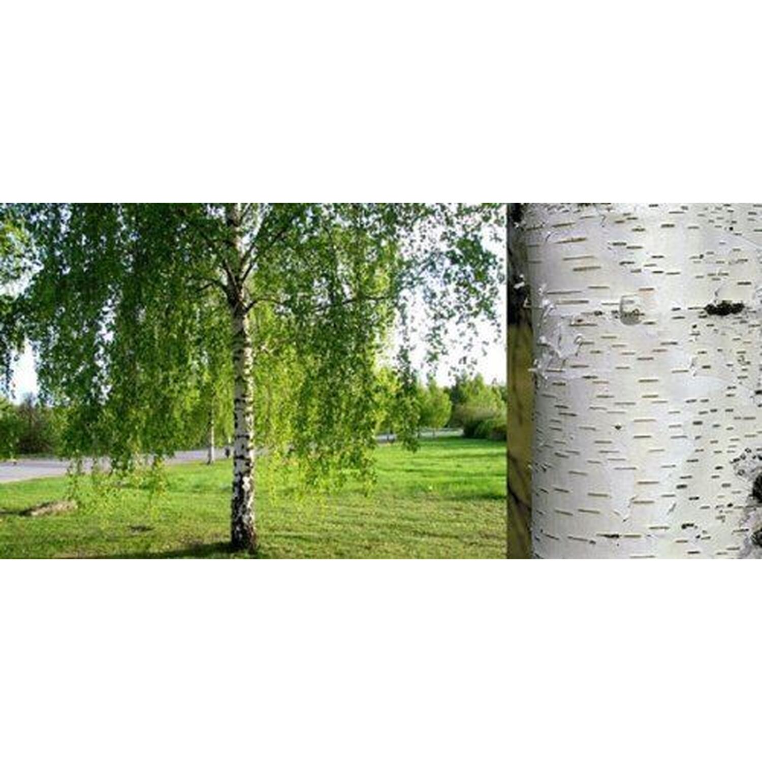 10x SILVER BIRCH TREES - Betula pendula  - PLANT ANYTIME - ORGANIC INPUTS 15-60cm Tall