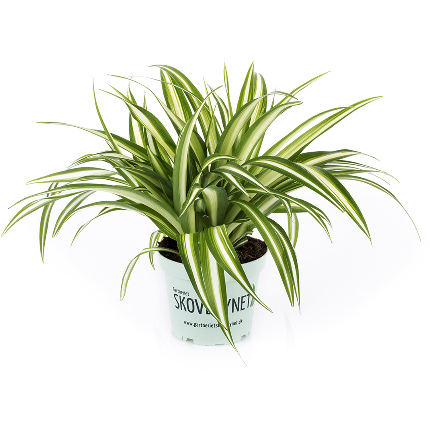 Spider Plant Chlorophytum comosum Variegatum - Green