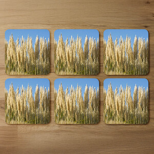 Pampus Grass Designer Coaster Set