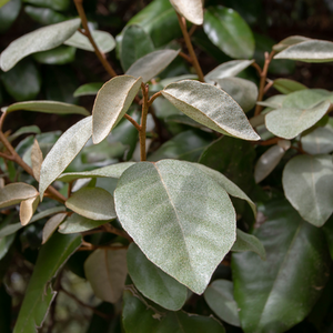 Elaeagnus Ebbingei ShrubSilverberry Evergreen