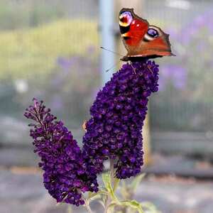 Marshalls Garden Buddleja Plant 'Davidii Black Knight'