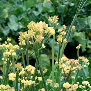 Marshalls Garden Fioretto Hybrid Cauliflower Seeds, Tender Long-Stem Florets, Pack of 10
