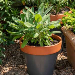 Marshalls Garden Sage Green