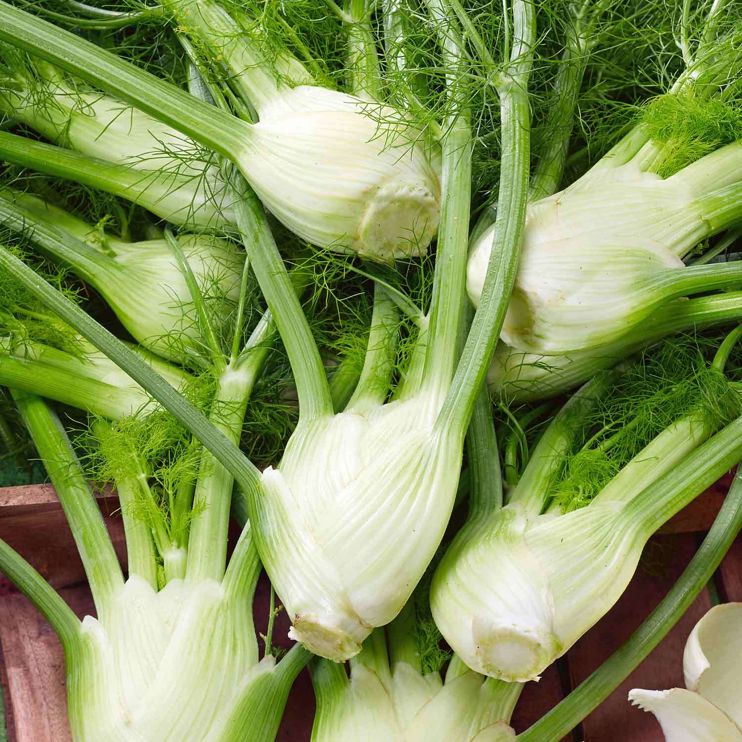 Marshalls Garden Kilaxy F1 Cabbage Seeds - Winter-Resistant Variety, Pack of 20 - Green