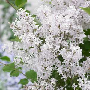 Dwarf Lilac Syringa 'Flowerfesta White'