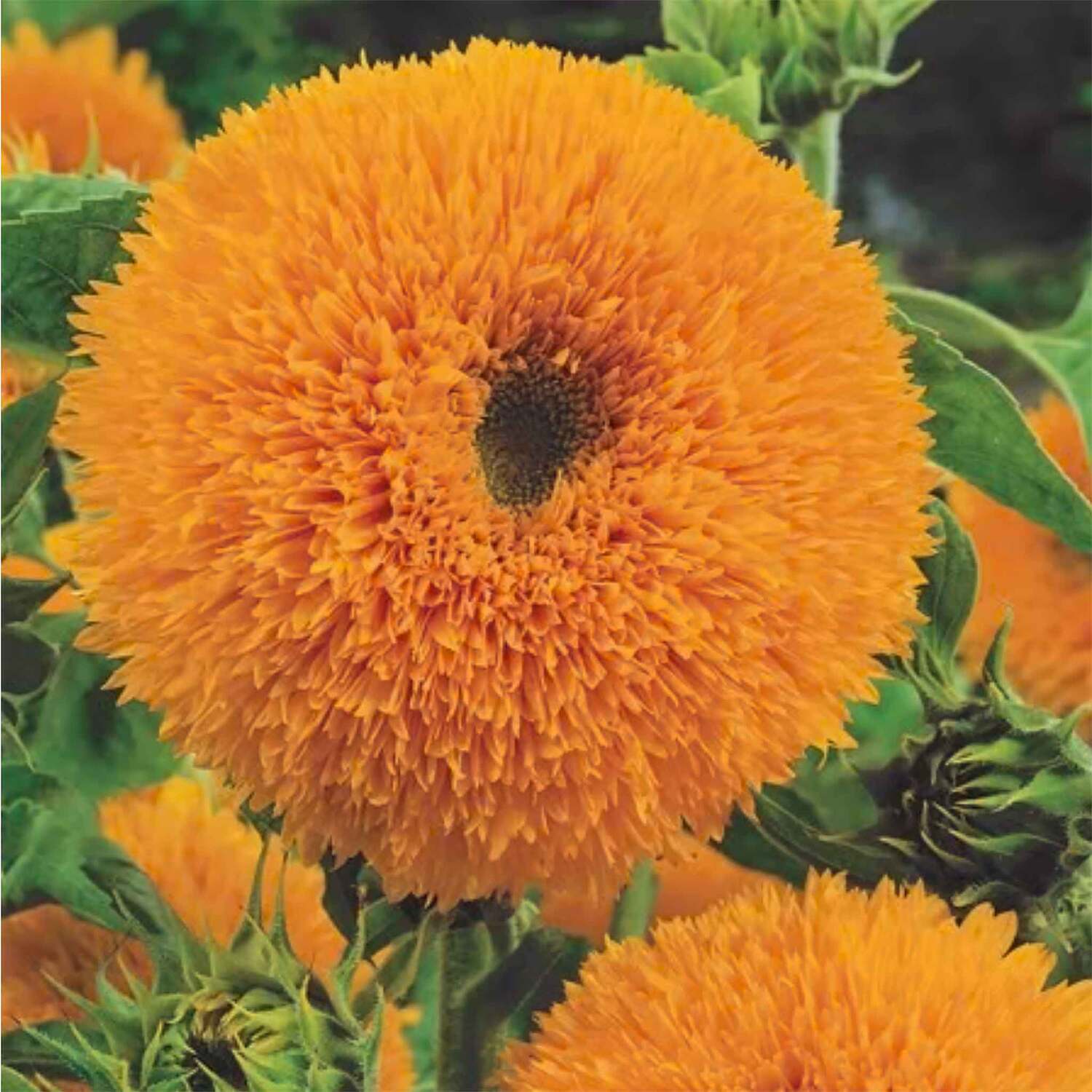 Unwins Sunflower Seeds 'Teddy Bear' - Green