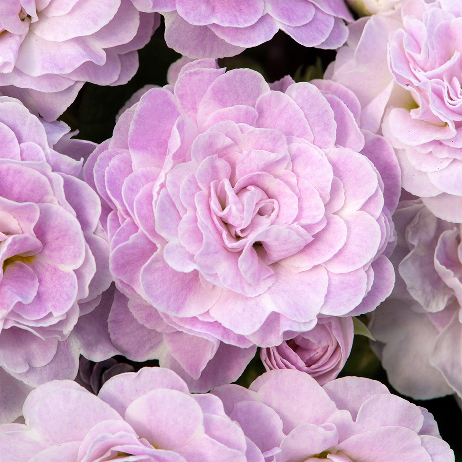 Primrose Belarina Series Pink Ice Autumn Bedding Plant 9Cm Pot - Pink