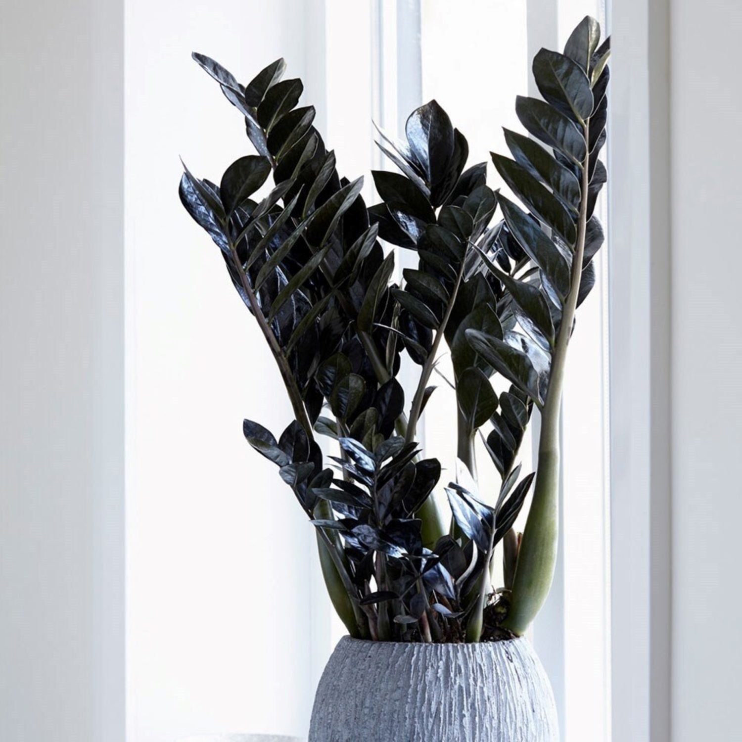 Primrose Plant Theory 45Cm Zamioculcas Zamiifolia Raven Black Fern Arum 14Cm Pot - Green