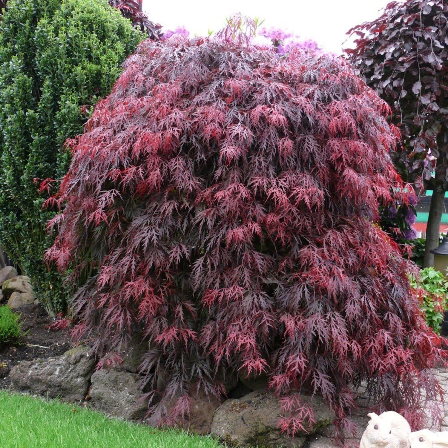 B&Q -  Acer Palmatum Garnet 3 Litre Potted Plant X 1 - Image 3