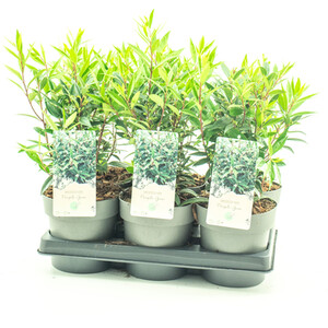 Lavandula Stoechas Anouk - Purple