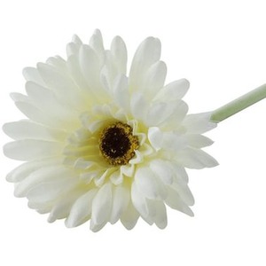 shot 7431264