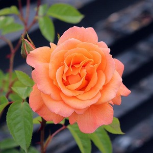 Rose Scent From Heaven 5.5L Pot Fragrant Orange-Salmon Climbing Rose for Walls