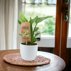 Bird of Paradise Plant in 12cm Pot - Indoor Tropical Houseplant