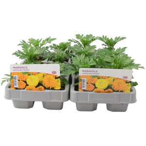 African Marigold Mixed 12 Pack - Vibrant Summer Bedding Plants