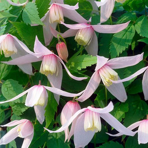 Clematis Willy Pink Flowering Vine Climbing Plant