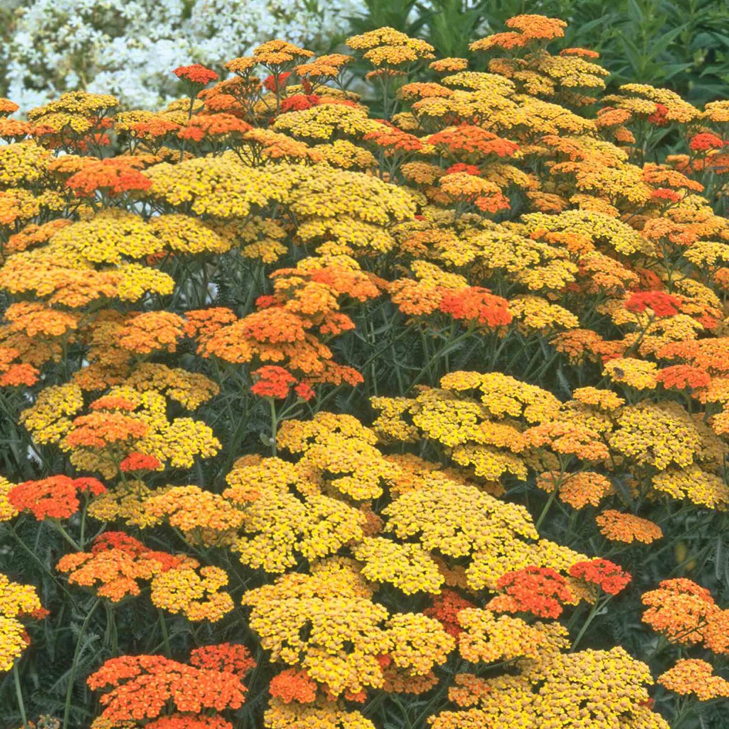 Marshalls Garden Achillea 'Terracotta' Perennial Yarrow - Yellow