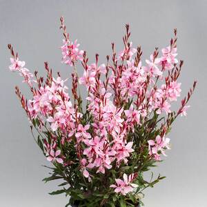 Marshalls Garden Gaura 'Giggles Pink Shades' Seeds - Compact Pink Perennial, 10 Seeds
