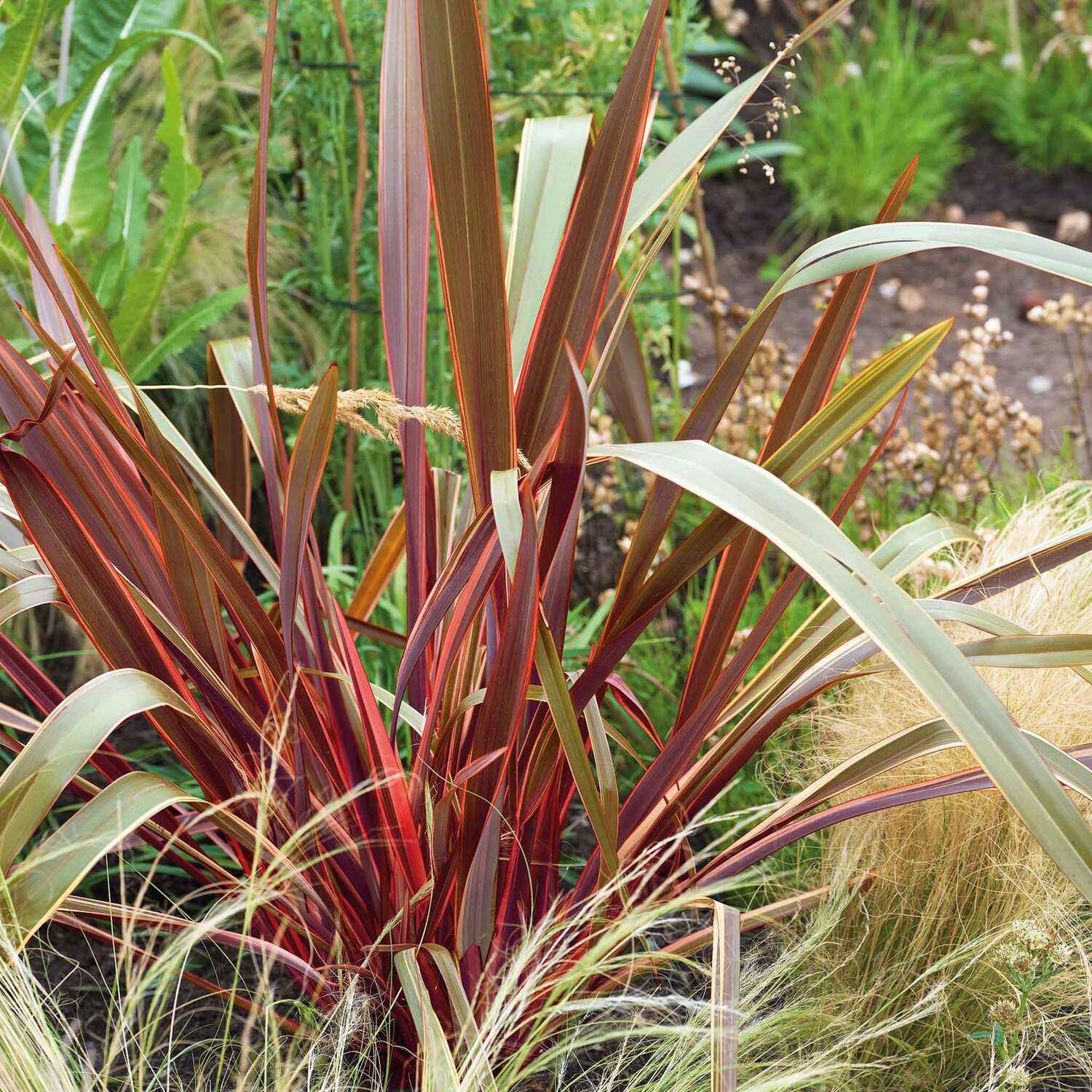 Marshalls Garden Phormium 'Maori Queen' - Green