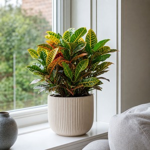 Croton Petra Joseph's Coat Houseplant 1L