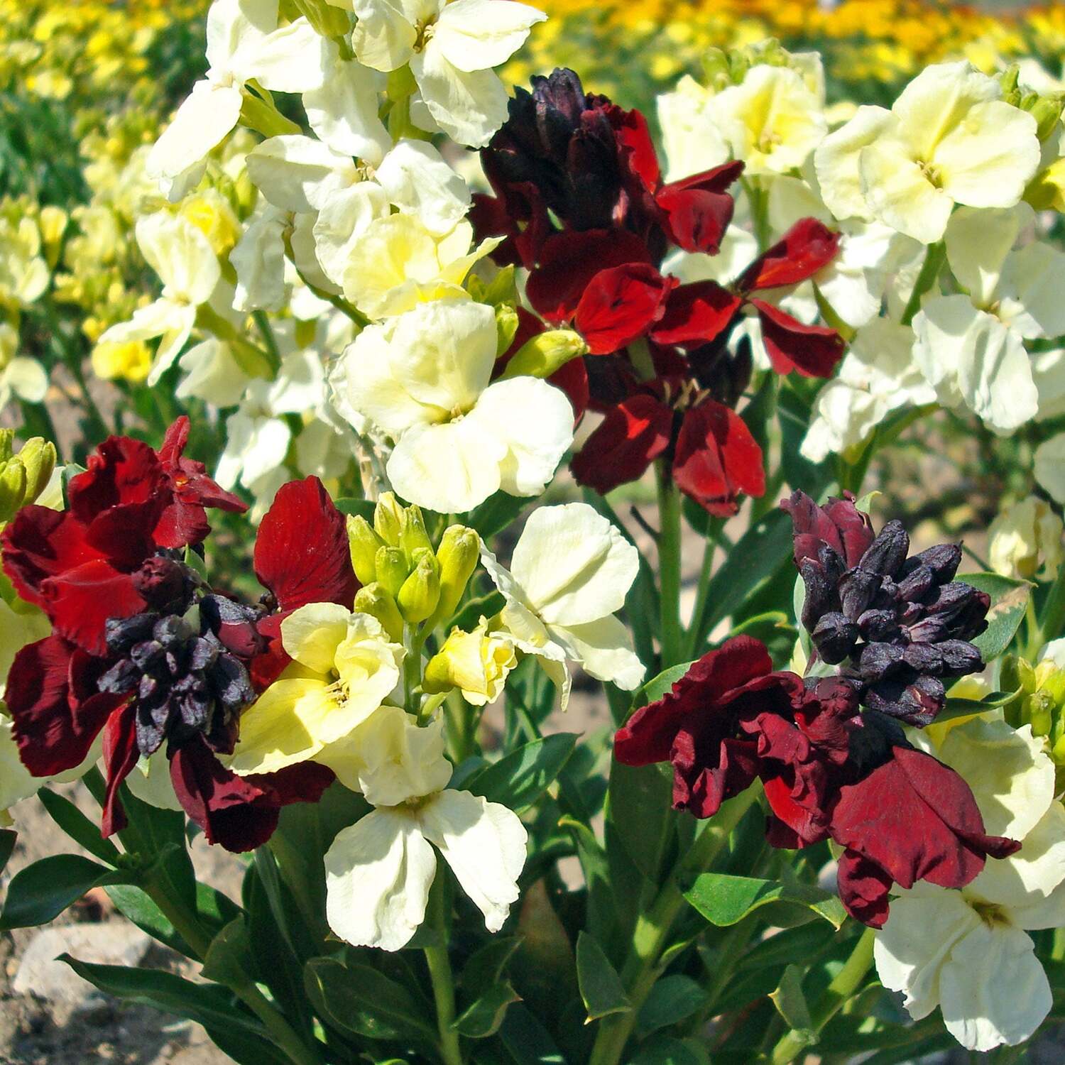 Unwins Wallflower Seeds - Rubies And Pearls - Neutral