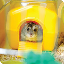 Small Pet Accessories