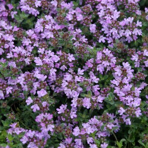Set of 3 Thyme Pseudolanuginosus Thymus Polytrichus 9cm Pot Herb Garden Plant