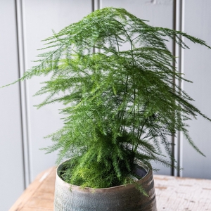 Plant Theory Asparagus Setaceus 12cm Pot