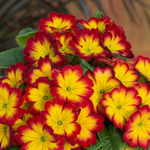 Primrose Bonneli Flame Primula Autumn Bedding Plant 9cm Pot