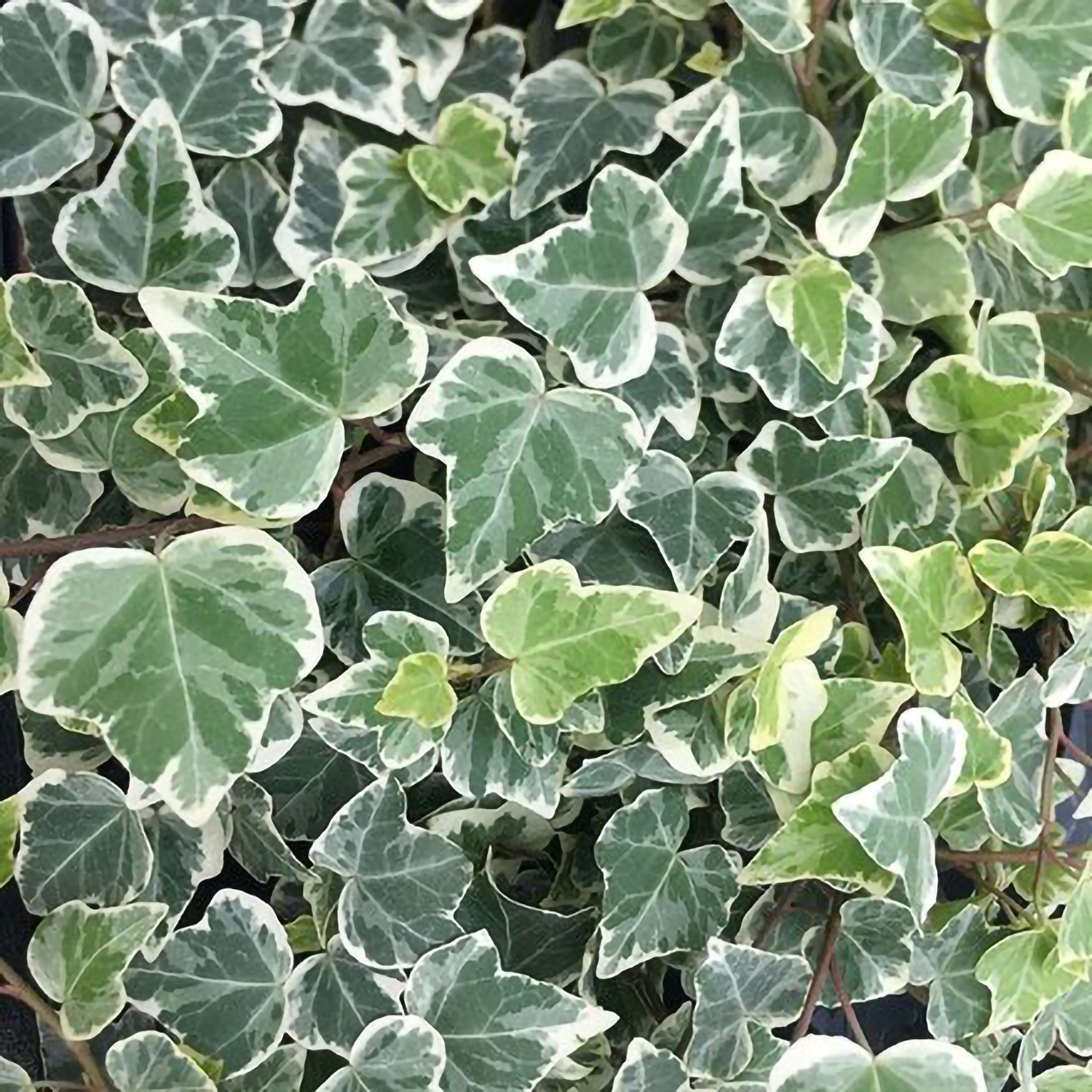 Primrose Hedera Helix White Wonder English Ivy Or Common Ivy 8.5Cm Pot Climbing Plants - Green