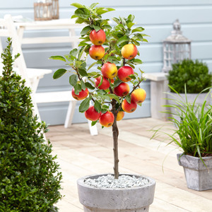 Plant Theory Apple Elstar Edible Dessert Apple Outdoor Fruit Tree 9L Pot 1.2m