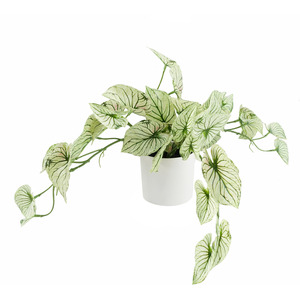 Artificial Trailing Plant Variegated Potted Alocasia