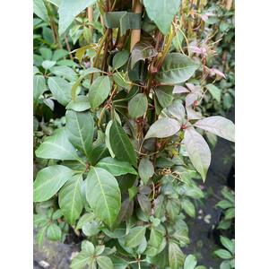 Parthenocissus Henryana Chinese Virginia Creeper 3-4ft