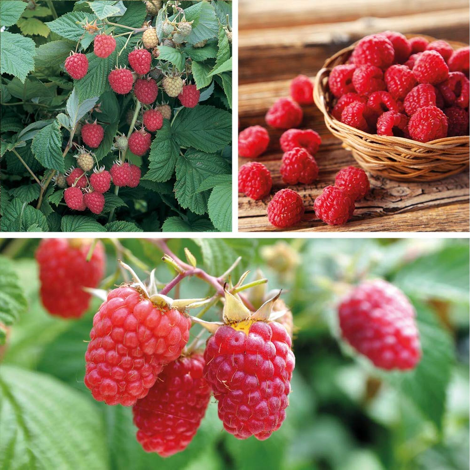 Purple Raspberry Canes Raspberry Full Season Collection Canes