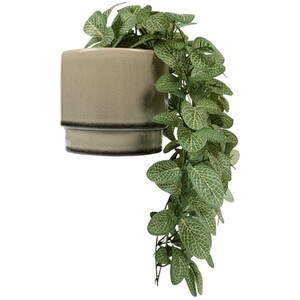 Trailing Fittonia in Pot