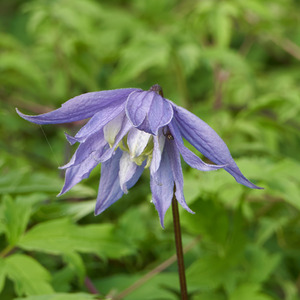 Clematis alpina Bredon Blue