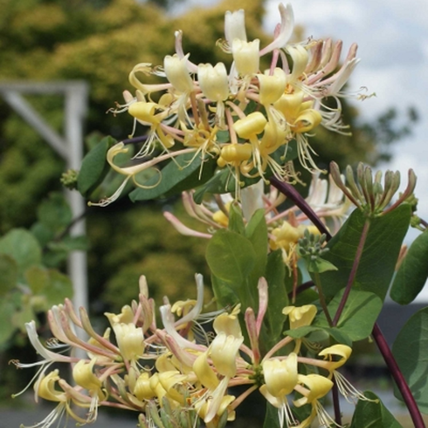 Lonicera etrusca Superba Plant