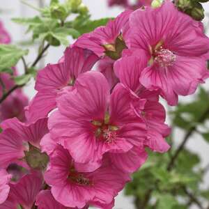 Marshalls Garden Lavatera 'Red'