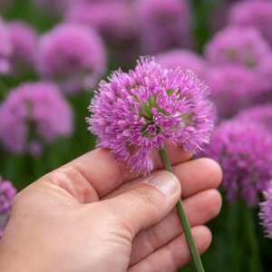 Marshalls Garden Allium 'Millennium' (Allium senescens)