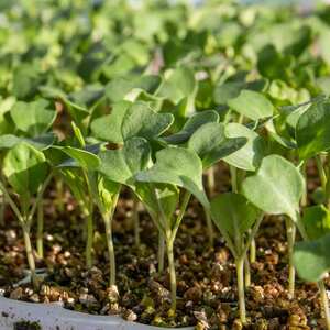 All the Year Round Cauliflower Seeds, Successional Sowing - June-October Harvests, 240 Seeds