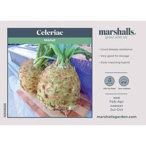 Marshalls Garden Monet Celeriac Seeds - Early-Maturing Hybrid, 50 Seeds, H4 Hardy