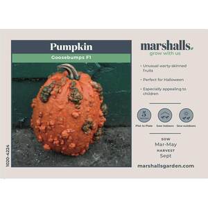 Marshalls Garden Goosebumps F1 Pumpkin Seeds - Warty Orange Carving Pumpkins, Pack of 8