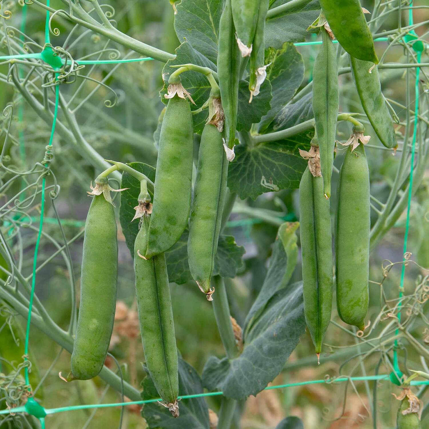 Marshalls Garden Plum Nagina F1 Tomato Seeds - Blight-Resistant, 12 Seeds - Red