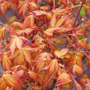 Marshalls Garden Acer Palmatum Plant 'Katsura'