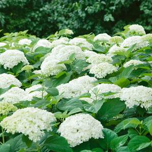 Marshalls Garden Hydrangea Plant 'Annabelle'
