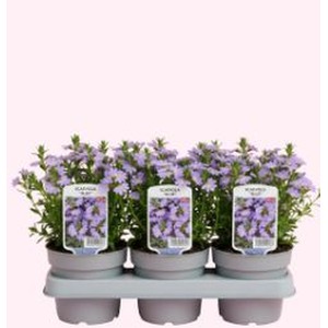 Scaevola Blue Fan Flower - 3 Potted Plants