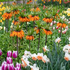 Fritillary Crown Imperial Bulbs 'Rubra'