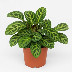 Maranta Lemon Lime Prayer Plant Houseplant 1L