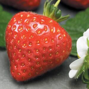 Unwins Strawberry Seeds 'Grandian' F1